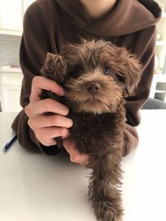 a person holding a small brown dog on top of a table