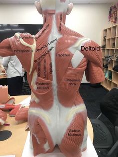 Muscles Of The Body, Muscle Diagram, Human Muscle Anatomy, Medical School Life, Nursing School Motivation, Basic Anatomy And Physiology, Nursing School Survival