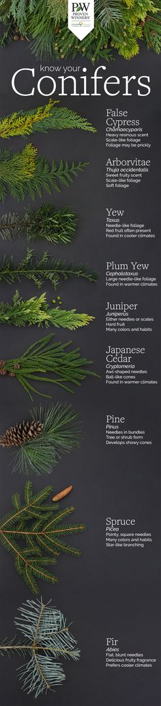 the poster shows different types of pine needles