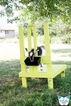 a goat sitting on top of a yellow chair