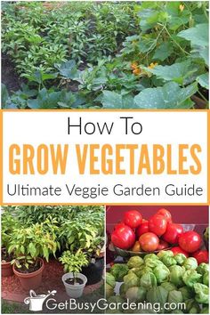 the ultimate guide to growing vegetables in your garden