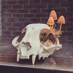 an animal skull with mushrooms growing out of it's mouth on a wooden table