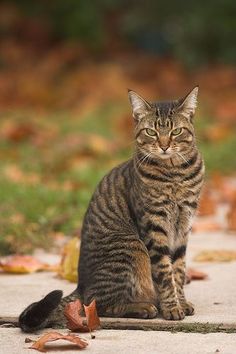 a striped cat sitting on the ground next to a dead bird and leaves in front of it