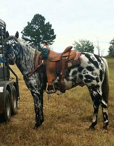 a black and white spotted horse with saddle standing next to a trailer in a field