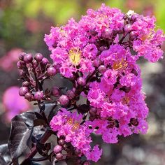 purple flowers are blooming in the garden