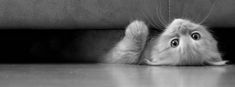 a white cat laying on its back with it's paws hanging over the floor