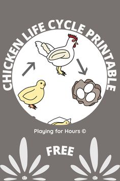 the chicken life cycle printable is shown in white and gray with an egg on it