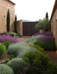 an outdoor garden with lavender flowers and trees in the background, surrounded by stone buildings