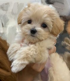 a person holding a small white dog in their arms