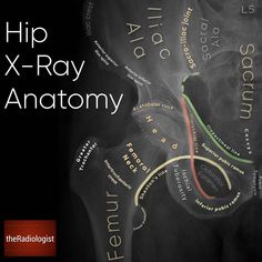 the cover of hip x - ray anatomy, with words written in different languages on it