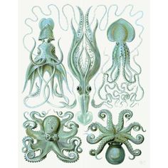 Turquoise Octopus and Squid b Poster Print - Funky Fab-VARPDX191241D Image 1 Sea Creatures Art, Sea Creature, Stock Paper, Fine Arts Posters, Creature Art, Sea Creatures, Paper Stock, Octopus, Art Poster