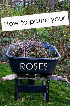 a wheelbarrow full of plants with the words how to prune your roses