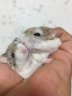 a small hamster is being held in someone's hand with it's eyes closed