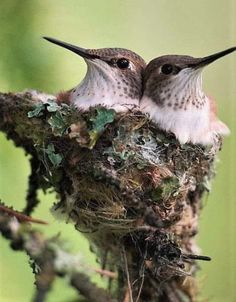 two hummingbirds sitting on top of a nest