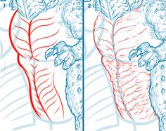 two different views of the back and side of an animal's body, with red lines