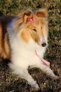 a brown and white dog laying in the grass with a pink leash around its neck