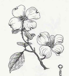 Dogwood Tattoo, Dogwood Flower Tattoos, Yard Trees, Dogwood Blooms, Dogwood Branches, Dogwood Flower, Dogwood Blossoms, Dogwood Trees, Dogwood Flowers