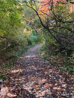 a path in the woods with lots of leaves on it