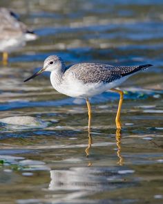 two birds standing in shallow water near each other