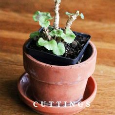 a small potted plant sitting on top of a wooden table with the words cuttings above it