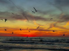 birds flying over the ocean at sunset