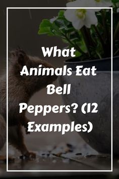 what animals eat bell peppers? 12 examples