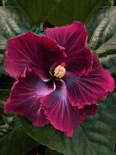 a large red flower with green leaves in the background