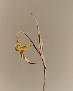 a plant with long thin stems in front of a gray sky