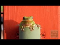 a frog sitting on top of a green pole next to an orange wall with the words texas park and wildlife written below it