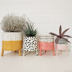 three potted plants sitting next to each other