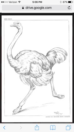 an ostrich is shown in this drawing on the app store's iphone