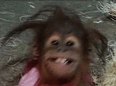 an orangutan with long hair is smiling and looking up at the camera