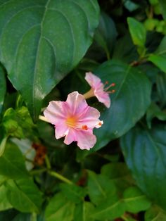 a pink flower surrounded by green leaves