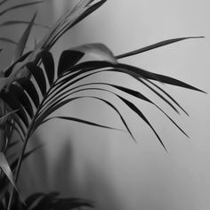 a black and white photo of a plant with long, thin leaves in the foreground