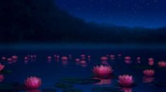 many pink water lilies floating on top of a lake under a night sky with stars