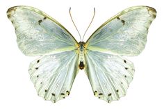 a white butterfly with black spots on its wings and back legs, sitting in front of a white background