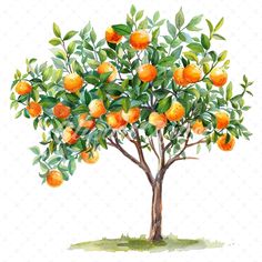 an orange tree with lots of ripe oranges on it's branches and leaves