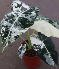 a potted plant with white and green leaves