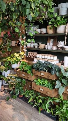 many potted plants on shelves in a store