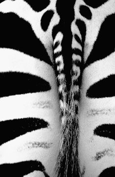 the back end of a zebra's head with black and white stripes