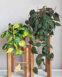 three wooden plant stands with plants in them