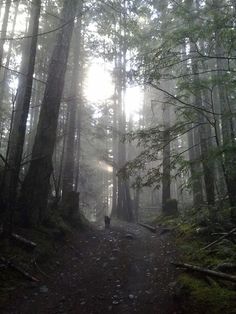 forest dark green wallpaper environment outside camping twilight zone nature trees Port Alberni, Forest Path, Dark Forest