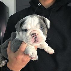 a person holding a small dog in their arms while wearing a black hoodie and sunglasses