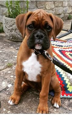 a brown and white dog sitting on top of a stone floor next to a rug