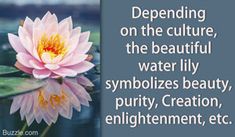 a pink water lily sitting on top of a green leafy plant with the words, deepening on the culture, the beautiful water lily symbolizes beauty, purify creation, enlighten