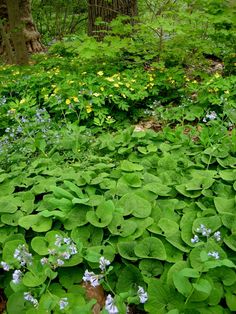 green plants and blue flowers in the woods