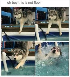 the husky dog is swimming in the pool