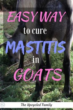 a goat eating grass with the words easy way to care for mastils in goats