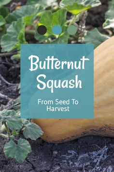 Butternut squash ready for harvest Squash Puree