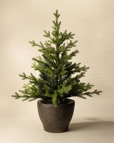 a small pine tree in a black pot